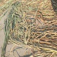 Napier grass
